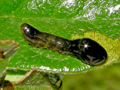 Caliroa cerasi larva